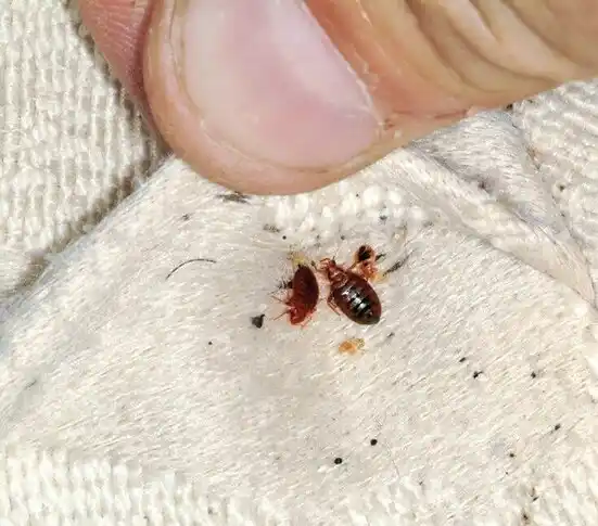 pest control Leilani Estates